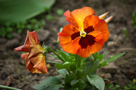 orange pansies flowers close-up growing in the gardenの写真素材