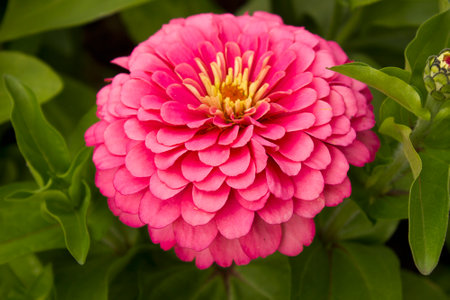 A close-up of a pink zinnia flower growing in a garden bedの写真素材
