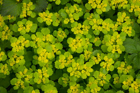yellow wildflowers Euphorbia polychroma close-up in the spring forestの写真素材