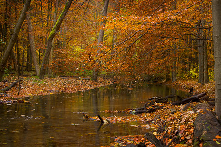 golden autumn in the forest. Landscape with a river in an autumn forestの写真素材