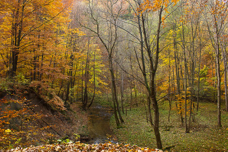 golden autumn in the forest. Landscape with a river in an autumn forestの写真素材