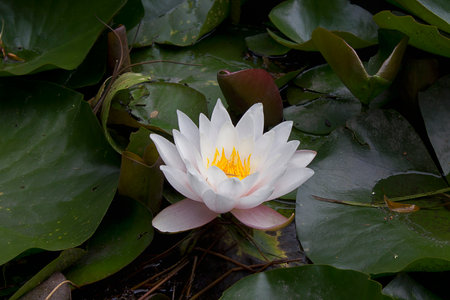 a pink water lily close-up in a lakeの写真素材