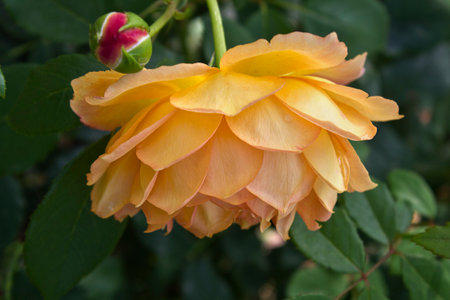 Close-up of a yellow rose growing on a bushの写真素材