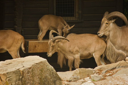 mane sheep in a zoo enclosureの写真素材