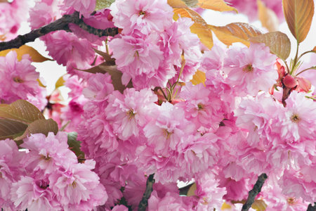 Pink Sakura blossoms on a tree in close-up. A spring flowering Japanese cherry tree.の写真素材