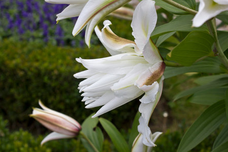 A white lily in the garden close-upの写真素材