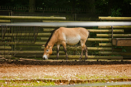 Przewalski's horse grazing in a pen in a zooの写真素材