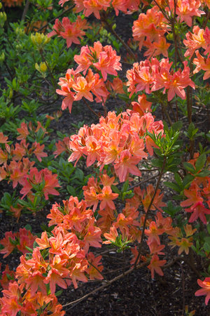 rhododendron shrubs in bloom with orange  flowers in the gardenの写真素材