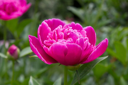 A purple peony flower close-up blooming in a spring gardenの写真素材