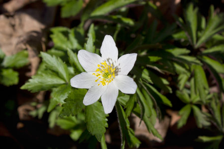 spring white  flowers spring anemone  close-up in the woodsの写真素材