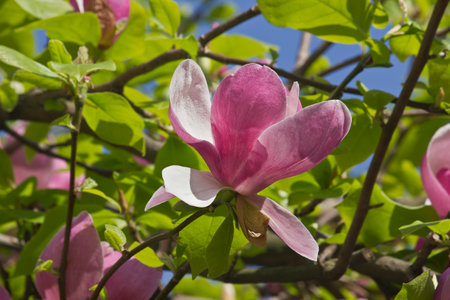 A blooming spring tree Magnolia soulangeana with pink flowers in close-upの写真素材
