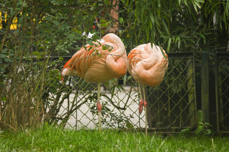 pink flamingos in the zoo enclosureの写真素材