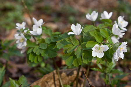 spring white periwinkle (oxalis)  close-up in the woodsの写真素材