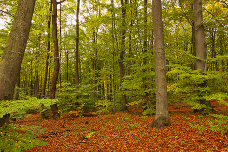 an autumn forest landscape. Autumn deciduous forestの写真素材