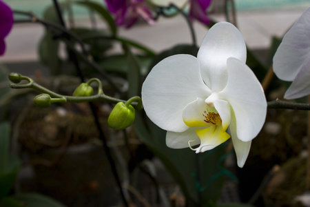 White orchid flowers close-up in the greenhouseの写真素材