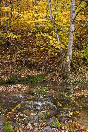 golden autumn in the forest. Landscape with a river in an autumn forestの写真素材