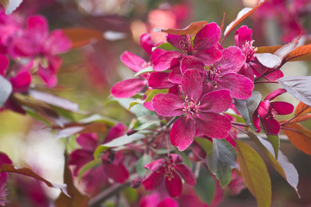 A branch of a blossoming apple tree in close-up. Red flowers of an ornamental apple treeの写真素材