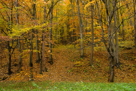Autumn landscape golden autumn in the forestの写真素材