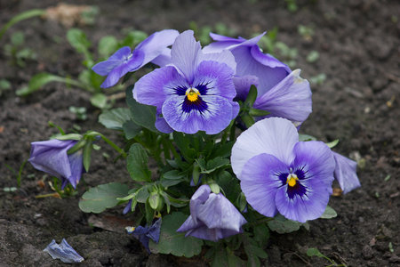 Blue pansies flowers close-up growing in the gardenの写真素材