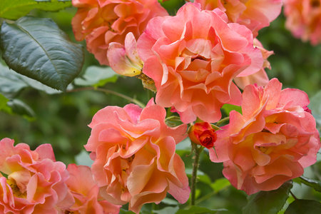 orange rose close-up on a bush in the gardenの写真素材