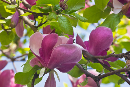 the pink flowers of Sulanja magnolia on the tree. A spring flowering tree.の写真素材