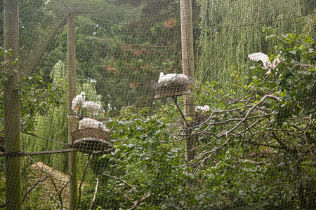white birds in nests in the zoo enclosureの写真素材