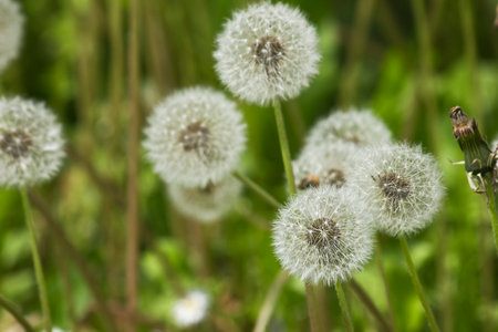 A green meadow with white dandelions in close-upの写真素材