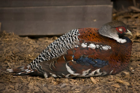 Close-up of a pheasant in a zoo enclosureの写真素材