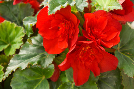 red begonia flowers close-up on a flower bedの写真素材