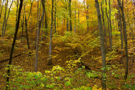 an autumn forest landscape. Autumn deciduous forestの写真素材