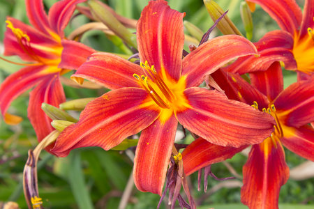 orange  lily in the garden close-upの写真素材