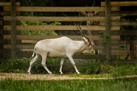 an antelope Addax in a pen in a zooの写真素材