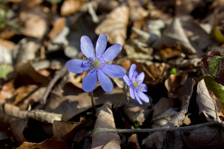 Spring blue flowers Hepatica nobilis close-up in the forestの写真素材