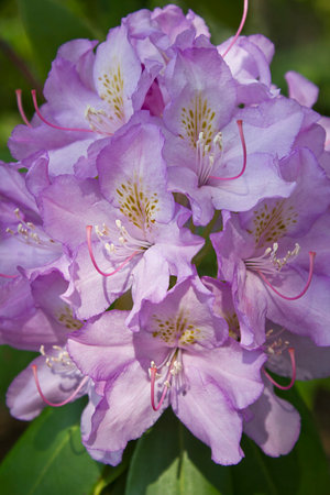 Lilac rhododendron flower close-up on a bush in a parkの写真素材