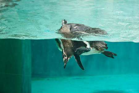 Humboldt penguin close-up diving in the zoo poolの写真素材