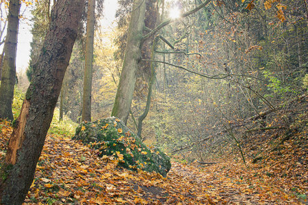 Autumn forest landscape with large bouldersの写真素材