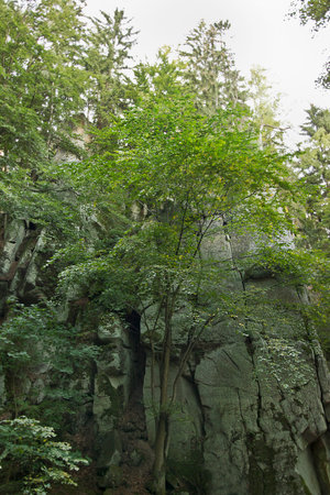 Landscape a picturesque rock covered with a forestの写真素材