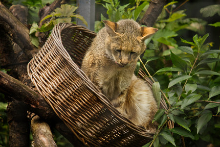 Close-up of a reeded chouse cat in the zoo enclosure sitting in a basketの写真素材