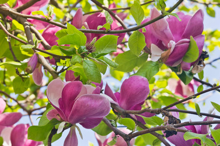 the pink flowers of Sulanja magnolia on the tree. A spring flowering tree.の写真素材