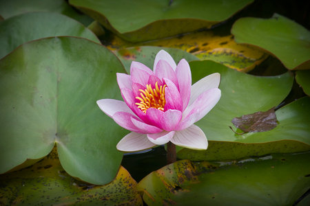 a pink water lily close-up in a lakeの写真素材