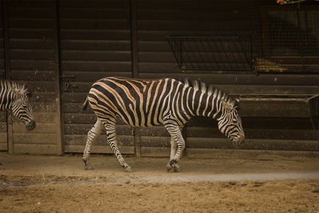 Close-up of a zebra in a zoo enclosureの写真素材