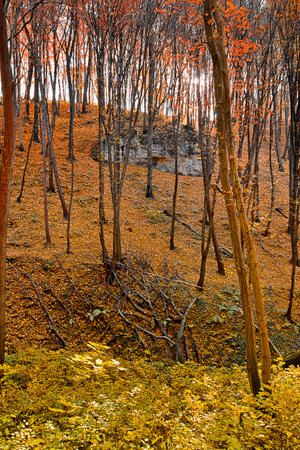 Autumn landscape golden autumn in the forestの写真素材