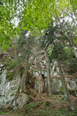 Landscape a picturesque rock covered with a forestの写真素材