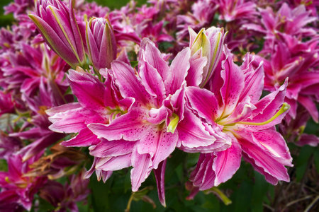 A pink lily in the garden close-upの写真素材