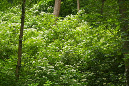 green forest with flowering shrubs. Forest thickets with white flowersの写真素材