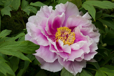 Pink peony tree flower close-up blooming in the gardenの写真素材