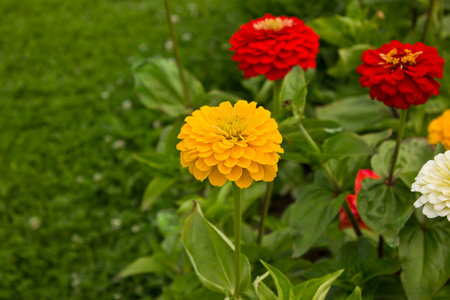 Yellow, white and red zinnia flowers close-up growing in a garden bedの写真素材