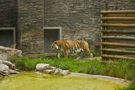 a tiger in a zoo enclosureの写真素材