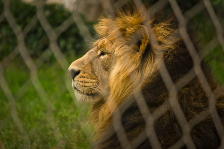 Close-up of a lion in a zoo enclosureの写真素材