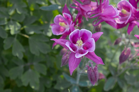 Purple aquileia flowers close-up growing in the gardenの写真素材
